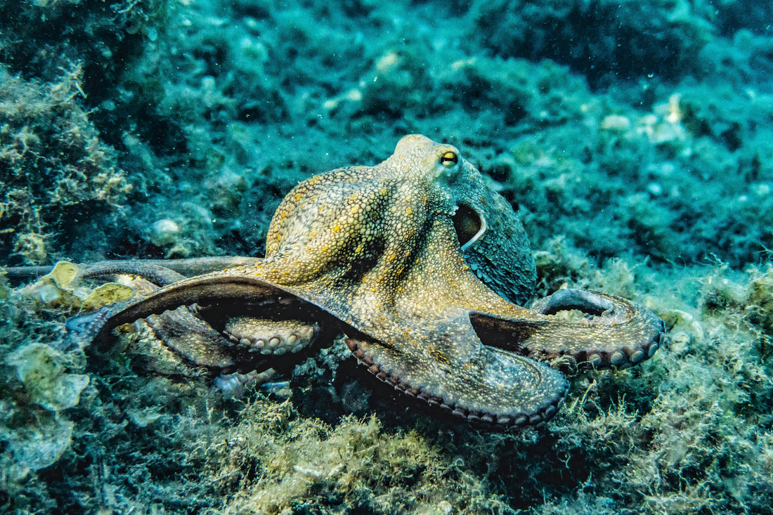 The Magic of the Octopus: Why It’s Our Brand’s Spirit Animal